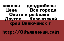 коконы    дендробены › Цена ­ 25 - Все города Охота и рыбалка » Другое   . Камчатский край,Вилючинск г.